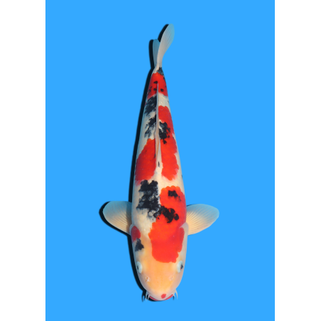 SANKE NISAI   MARUSEI  +/- 45 CM