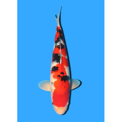 SANKE NISAI MARSEI  +/- 45 CM