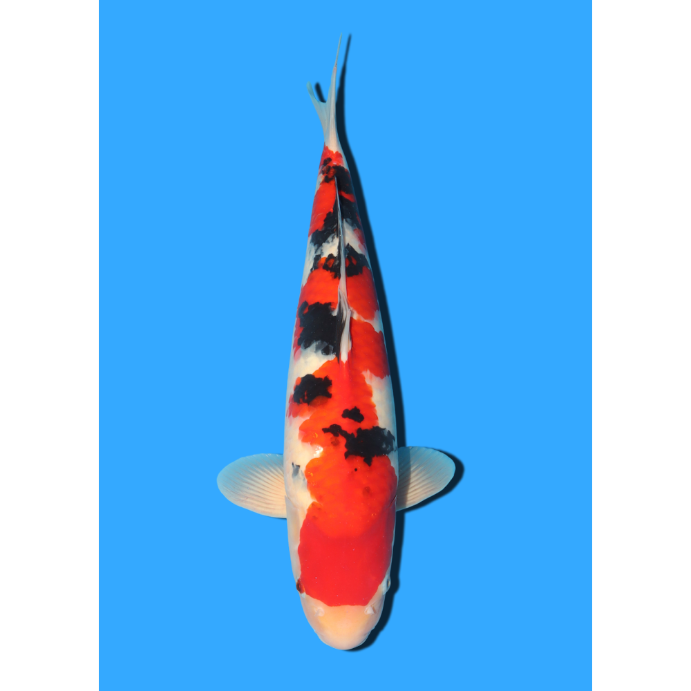 SANKE NISAI MARSEI  +/- 45 CM