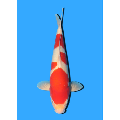 KOHAKU NISAI MARSEI  +/- 45 CM