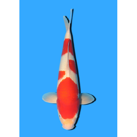 KOHAKU NISAI MARSEI  +/- 45 CM