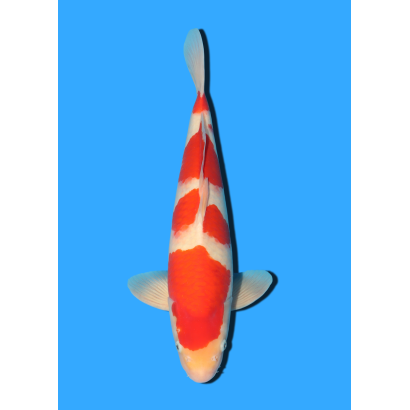 KOHAKU NISAI MARSEI  +/- 45 CM