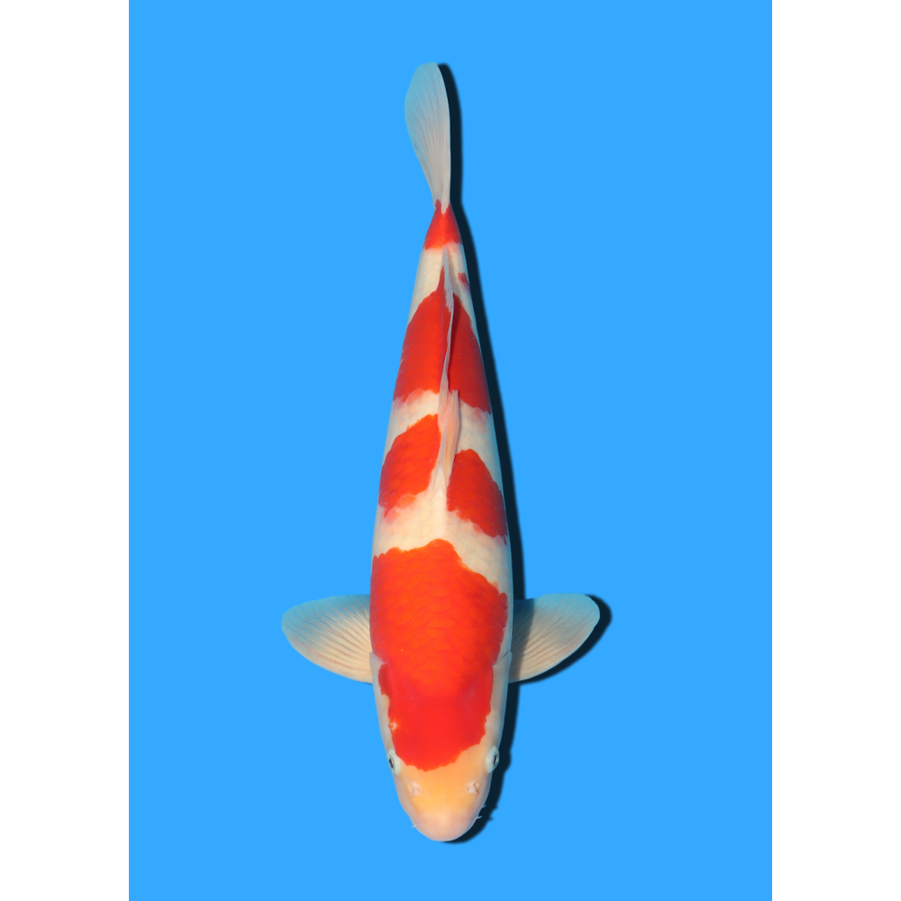 KOHAKU NISAI MARSEI  +/- 45 CM