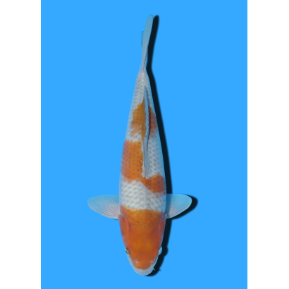 OCHIBA NISAI IKARASHI OZUMI  +/- 35 CM