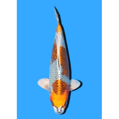 KOGANE OCHIBA NISAI IKARASHI OZUMI  +/- 35 CM