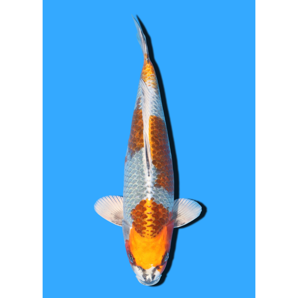 KOGANE OCHIBA NISAI IKARASHI OZUMI  +/- 35 CM