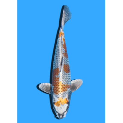 KOGANE OCHIBA NISAI IKARASHI OZUMI  +/- 35 CM