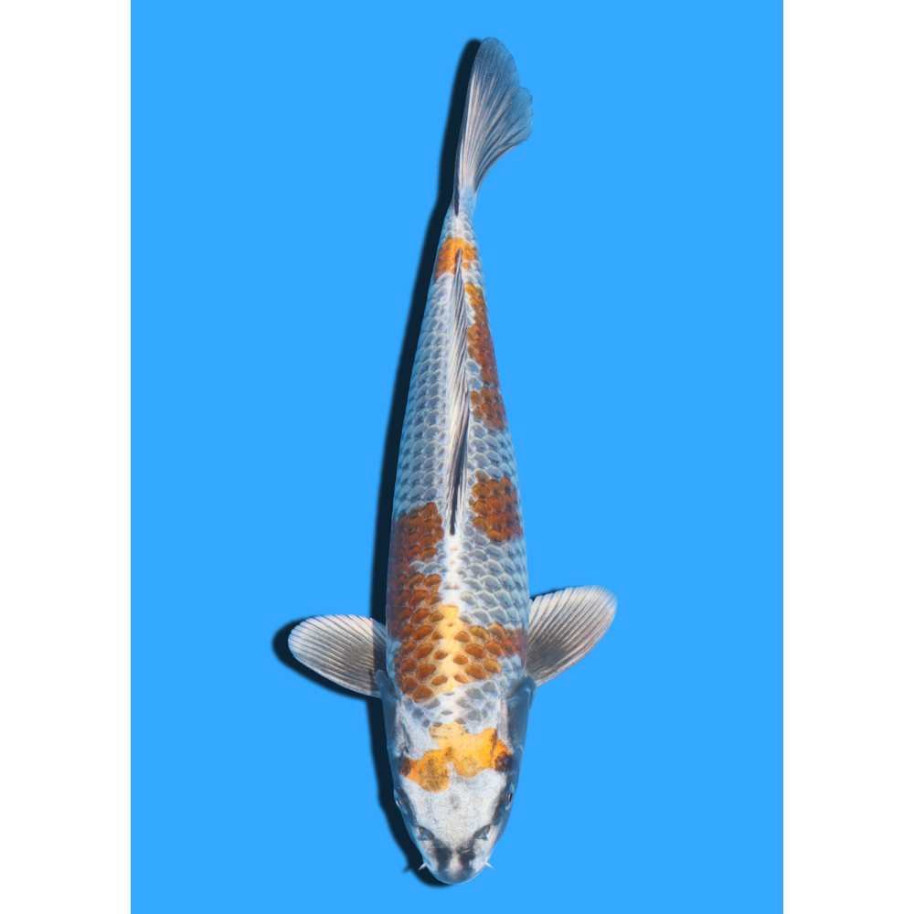 KOGANE OCHIBA NISAI IKARASHI OZUMI  +/- 35 CM