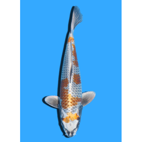 KOGANE OCHIBA NISAI IKARASHI OZUMI  +/- 35 CM