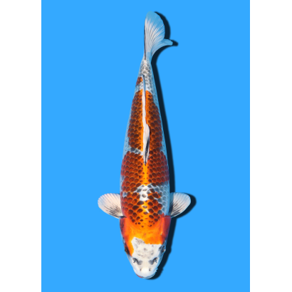 KUJAKU NISAI IKARASHI OZUMI  +/- 35 CM