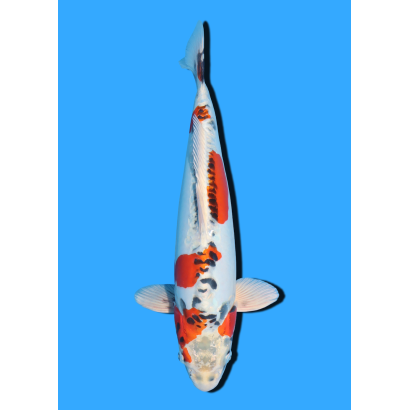 BENI KIKOKURYU NISAI IKARASHI OZUMI  +/- 35 CM