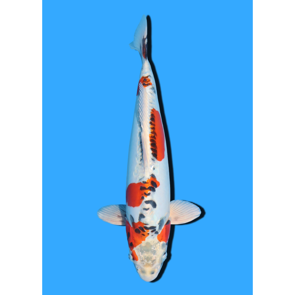 BENI KIKOKURYU NISAI IKARASHI OZUMI  +/- 35 CM