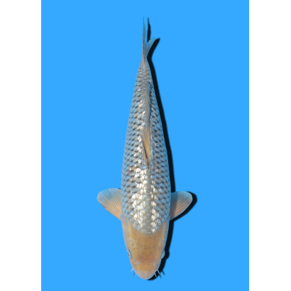 GINRIN SORAGOI NISAI IKARASHI OZUMI  +/- 35 CM