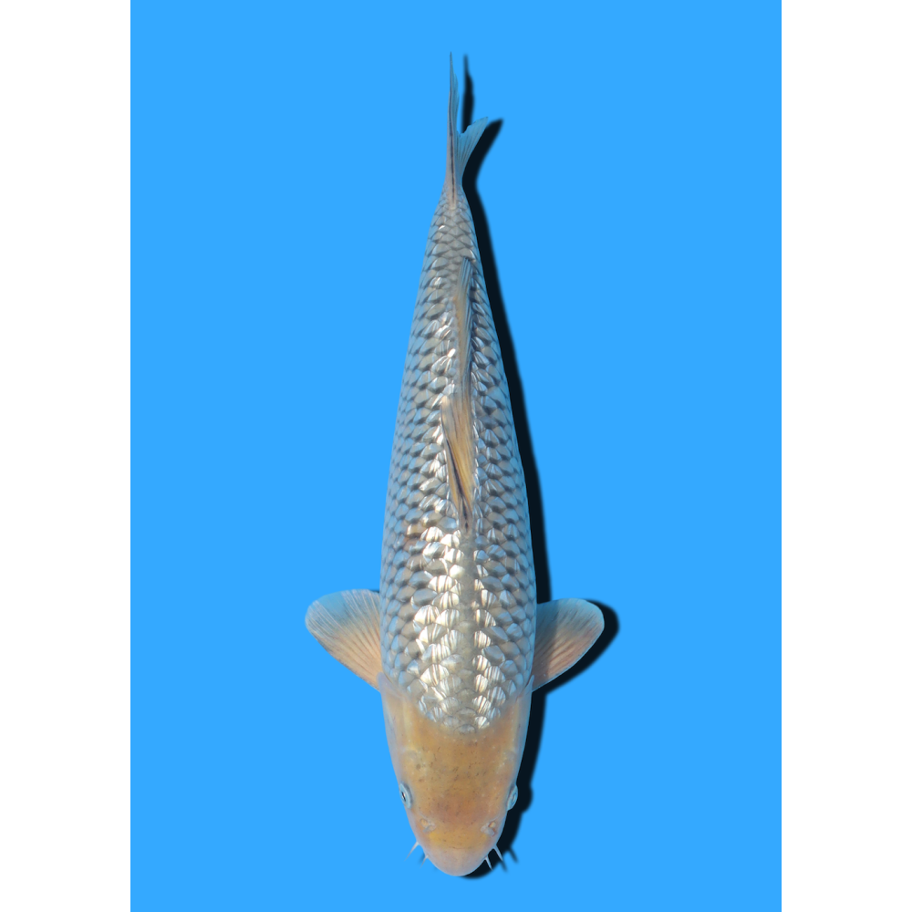 GINRIN SORAGOI NISAI IKARASHI OZUMI  +/- 35 CM
