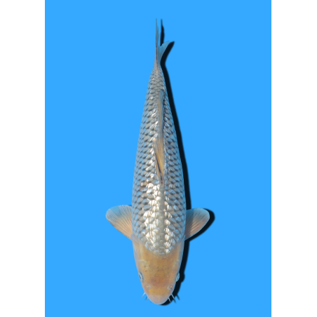 GINRIN SORAGOI NISAI IKARASHI OZUMI  +/- 35 CM