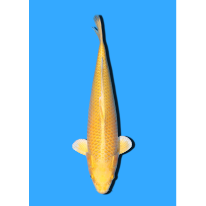 YAMABUKI NISAI IKARASHI OZUMI  +/- 35 CM