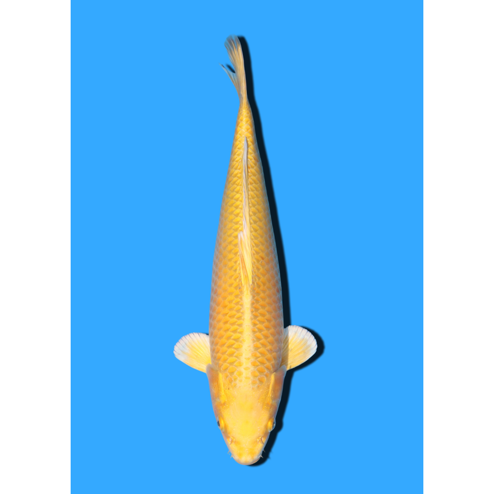 YAMABUKI NISAI IKARASHI OZUMI  +/- 35 CM