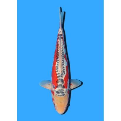 SHUSUI NISAI IKARASHI OZUMI  +/- 40 CM
