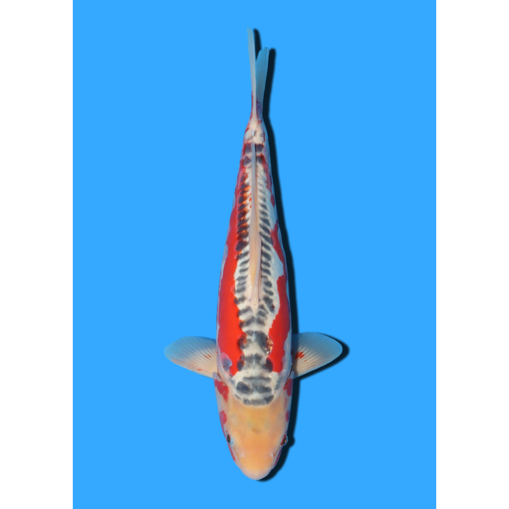 SHUSUI NISAI IKARASHI OZUMI  +/- 40 CM