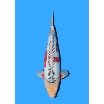 SHUSUI NISAI IKARASHI OZUMI  +/- 40 CM