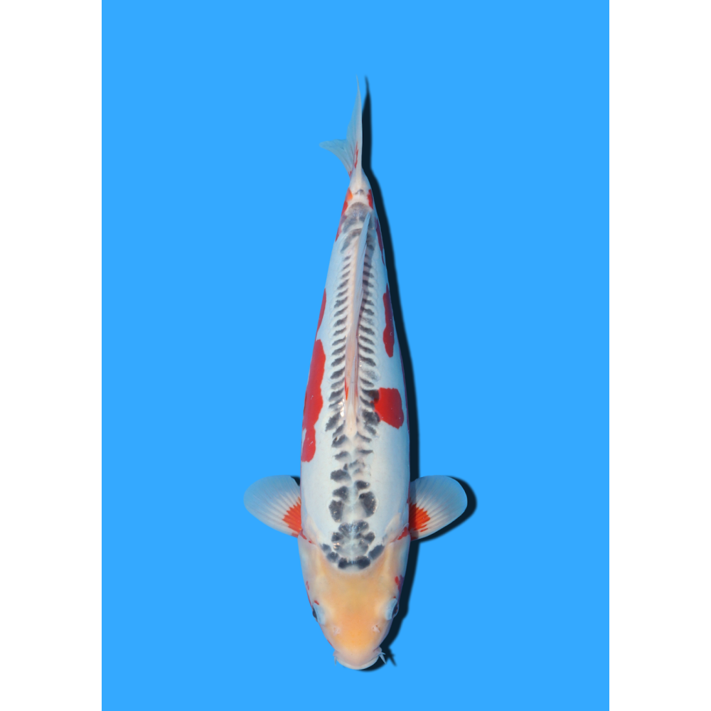 SHUSUI NISAI IKARASHI OZUMI  +/- 40 CM
