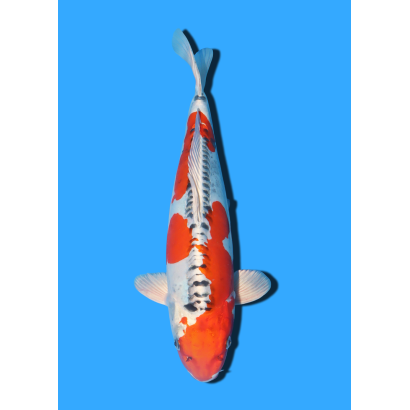 BENI KIKOKURYU NISAI IKARASHI OZUMI  +/- 40 CM