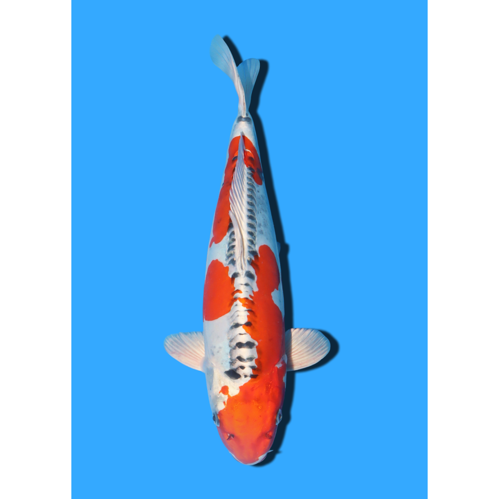 BENI KIKOKURYU NISAI IKARASHI OZUMI  +/- 40 CM