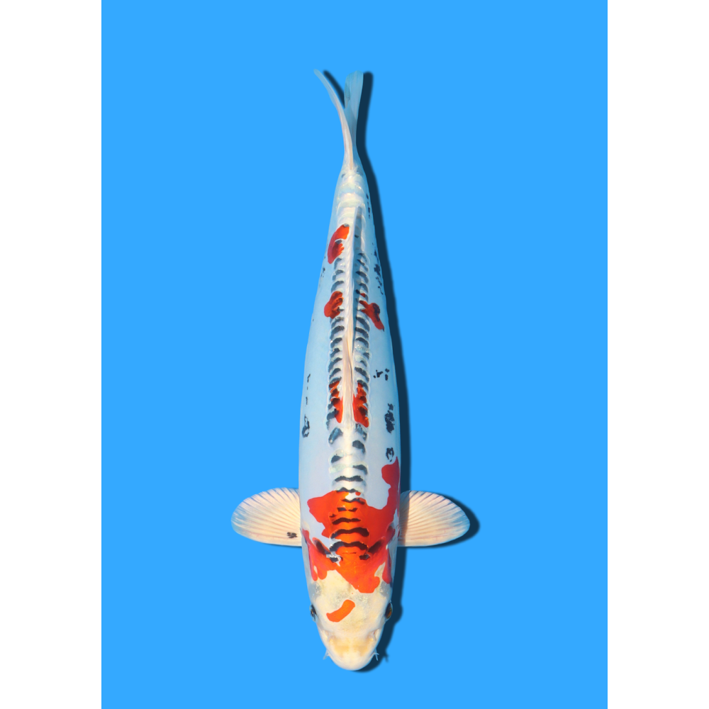 BENI KIKOKURYU NISAI IKARASHI OZUMI  +/- 40 CM