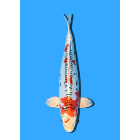 BENI KIKOKURYU NISAI IKARASHI OZUMI  +/- 40 CM