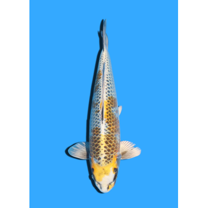 KOGANE OCHIBA NISAI IKARASHI OZUMI  +/- 40 CM