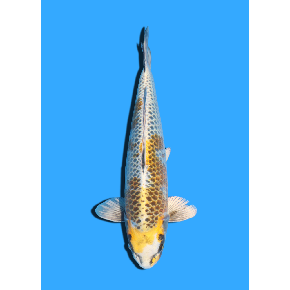 KOGANE OCHIBA NISAI IKARASHI OZUMI  +/- 40 CM