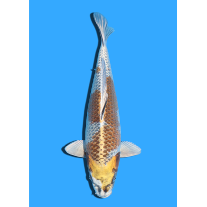 KOGANE OCHIBA NISAI IKARASHI OZUMI  +/- 40 CM