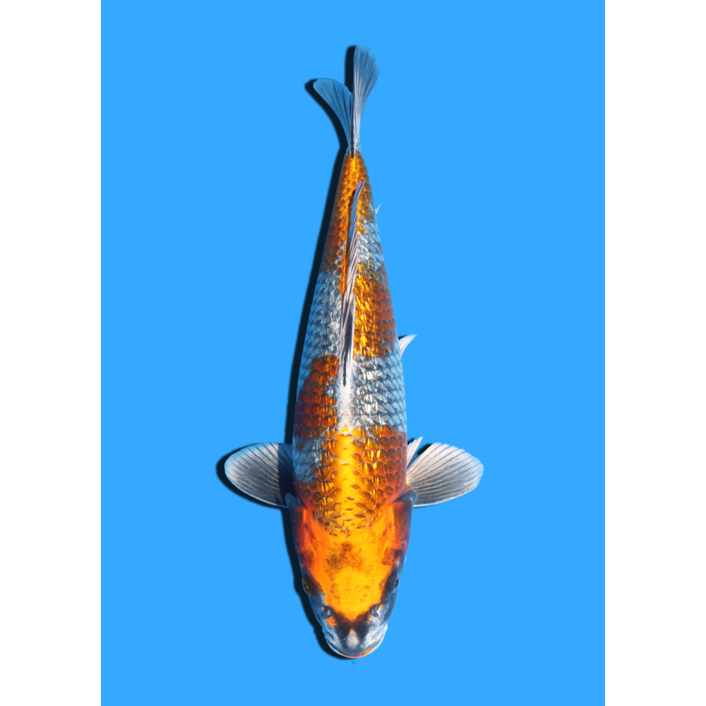 GINRIN KOGANE OCHIBA NISAI IKARASHI OZUMI  +/- 40 CM