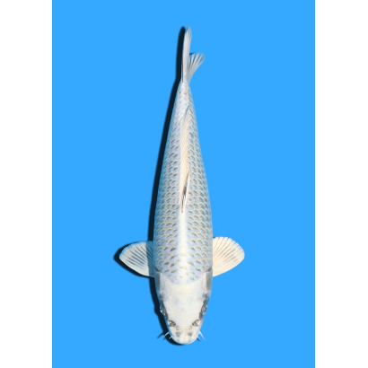 GOLD MUKASHI NISAI IKARASHI OZUMI  +/- 40 CM