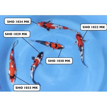 MIX DOITSU SHOWA SMALL NISAI SHINODA  +/- 20-30 CM