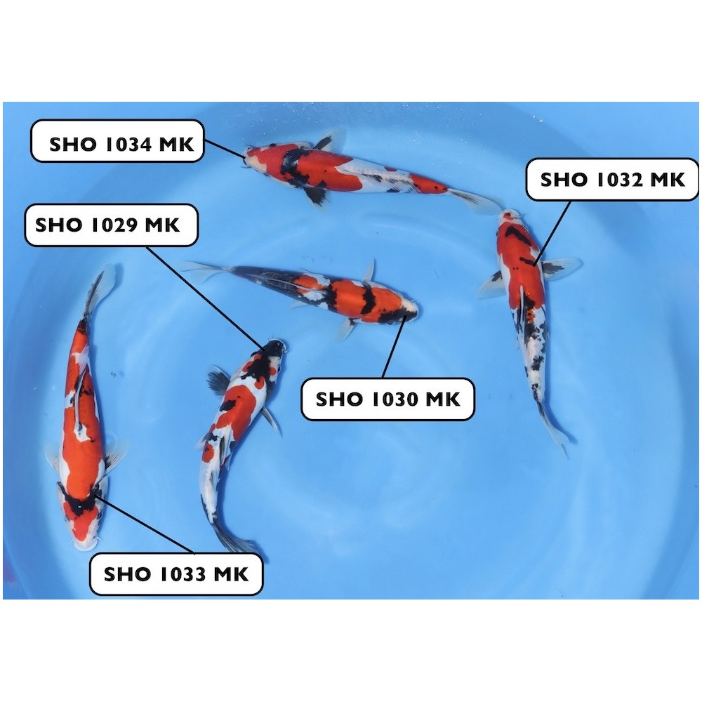 MIX DOITSU SHOWA SMALL NISAI SHINODA  +/- 20-30 CM