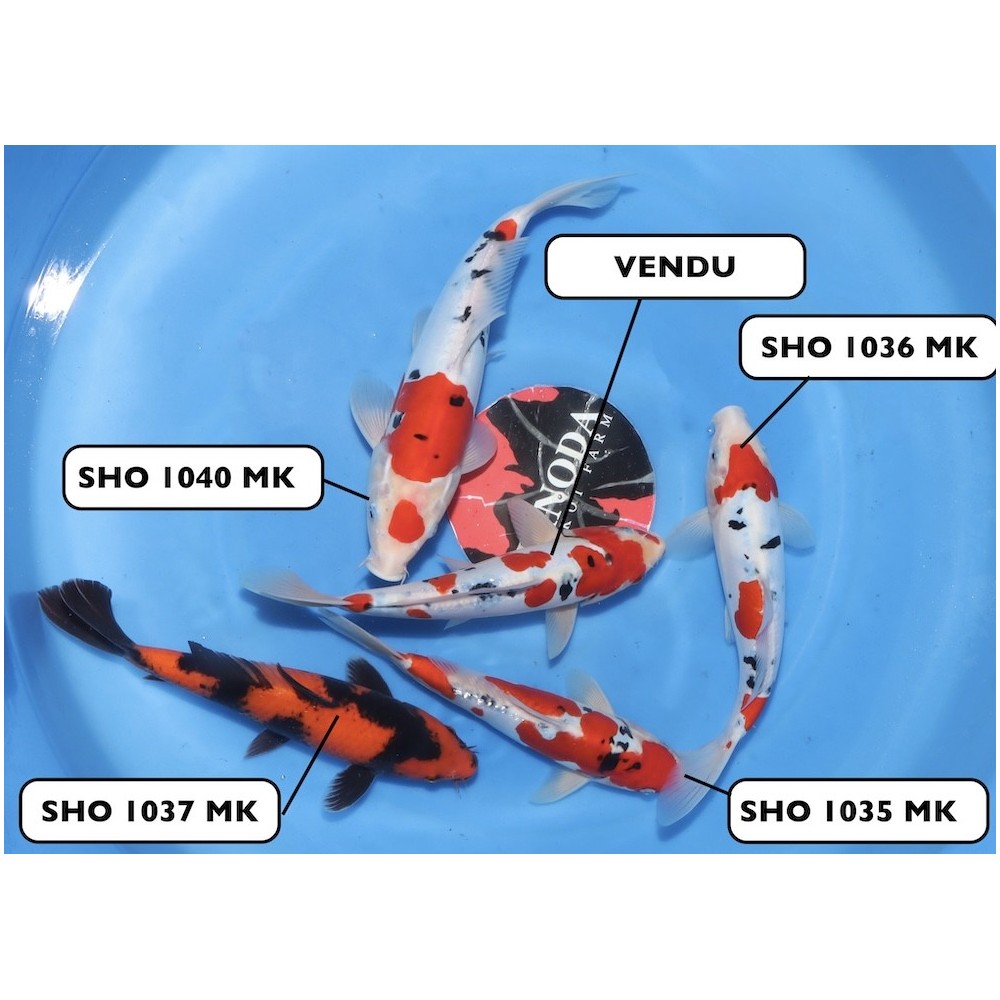 MIX DOITSU SANKE, HI UTSURI SMALL NISAI SHINODA  +/- 20-30 CM
