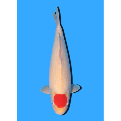 TANCHO KOHAKU NISAI MARUHIDE  +/- 50 CM