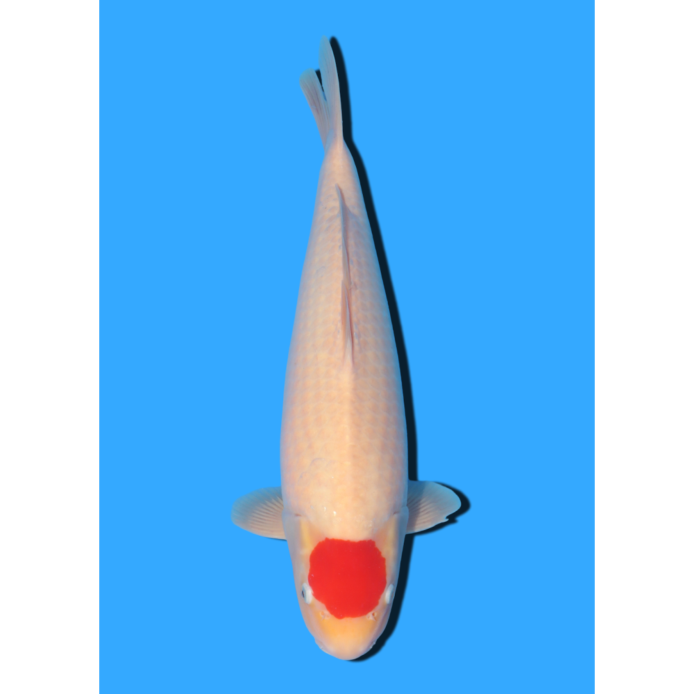TANCHO KOHAKU NISAI MARUHIDE  +/- 50 CM