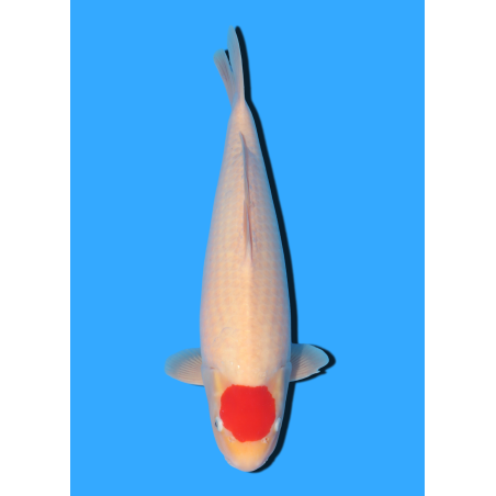 TANCHO KOHAKU NISAI MARUHIDE  +/- 50 CM