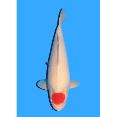 TANCHO KOHAKU NISAI MARUHIDE  +/- 50 CM