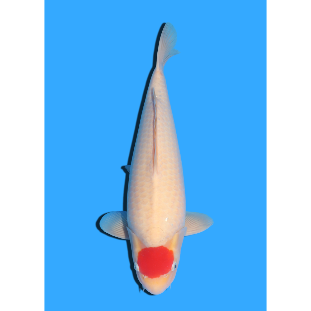 TANCHO KOHAKU NISAI MARUHIDE  +/- 50 CM