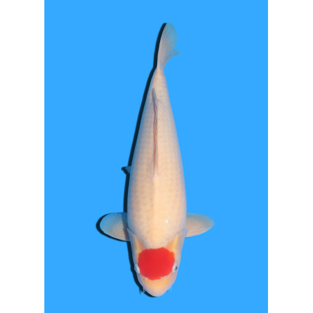 TANCHO KOHAKU NISAI MARUHIDE  +/- 50 CM