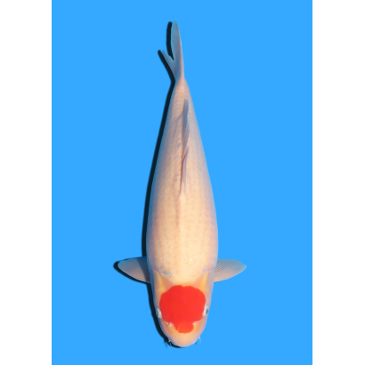TANCHO KOHAKU NISAI MARUHIDE  +/- 50 CM