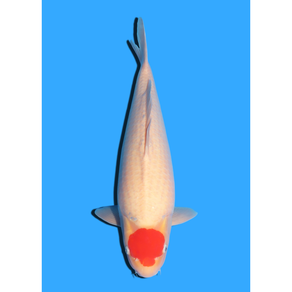 TANCHO KOHAKU NISAI MARUHIDE  +/- 50 CM