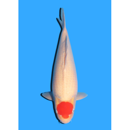 TANCHO KOHAKU NISAI MARUHIDE  +/- 50 CM