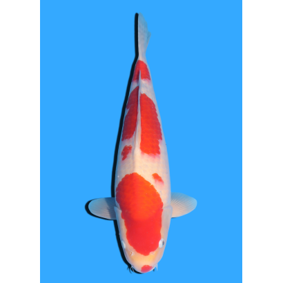KOHAKU NISAI MARUHIDE  +/- 50 CM
