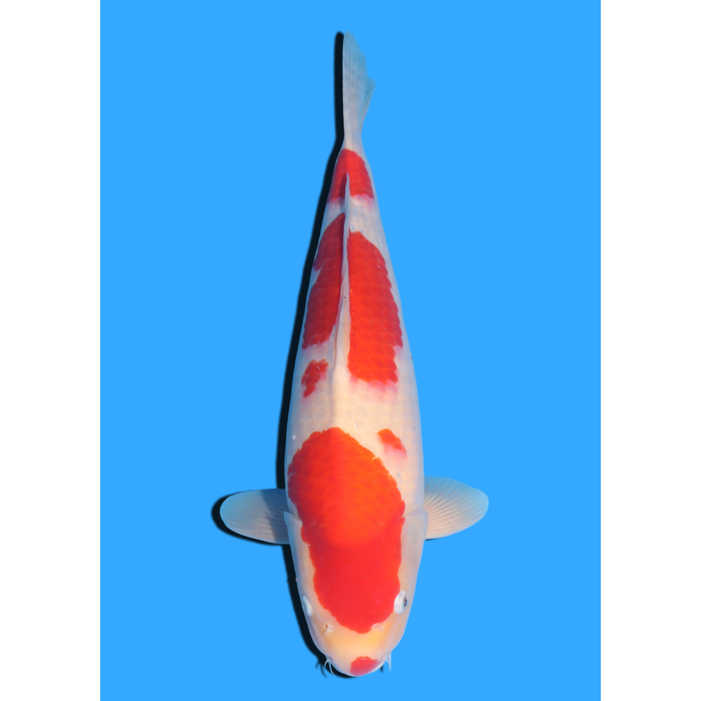 KOHAKU NISAI MARUHIDE  +/- 50 CM