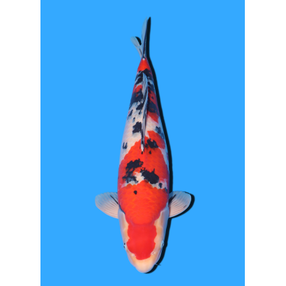 SANKE NISAI OYA  +/- 50/55 CM