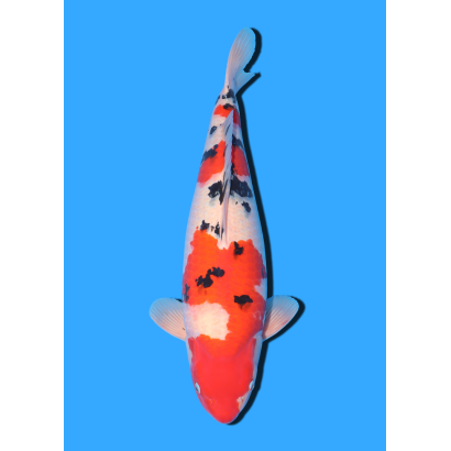 SANKE NISAI OYA  +/- 50/55 CM